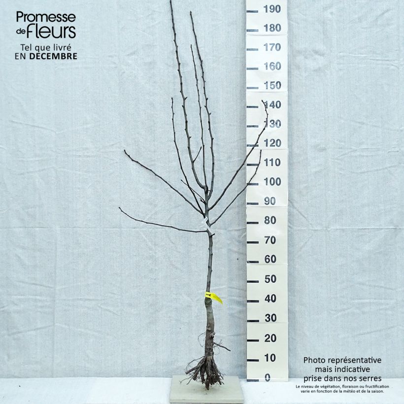 Exemplaar van Perenboom Triomphe de Vienne Naakte wortel, Kelkvormig zoals geleverd in de winter