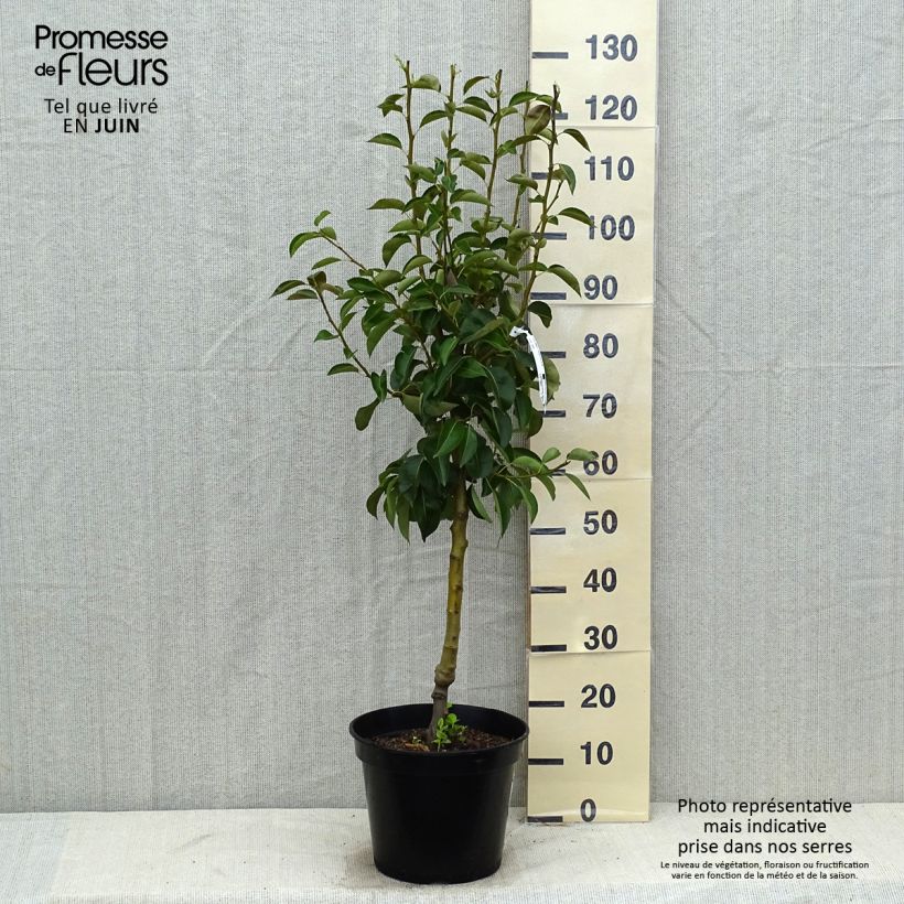 Exemplaar van Perenboom Williams' Bon Chrétien Pot van 7,5 l/10 l, Kelkvormig zoals geleverd in de zomer