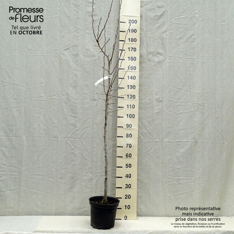 Exemplaar van Perenboom Williams' Bon Chrétien Pot van 7,5 l/10 l, Half-hoge stam zoals geleverd in de herfst