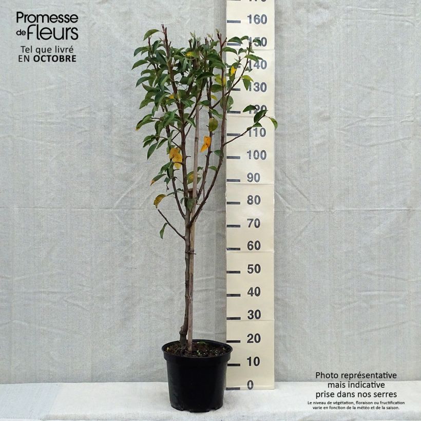 Exemplaar van Perenboom Williams' Bon Chrétien Pot van 7,5 l/10 l, Kelkvormig zoals geleverd in de herfst