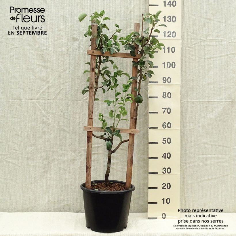 Exemplaar van Perenboom Williams' Bon Chrétien Pot van 12 l/15 l, Enkel U-palmet zoals geleverd in de herfst