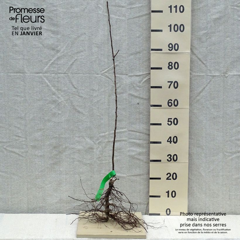 Exemplaar van Perenboom William's Rouge BIO Naakte wortel, Onderstam zoals geleverd in de winter