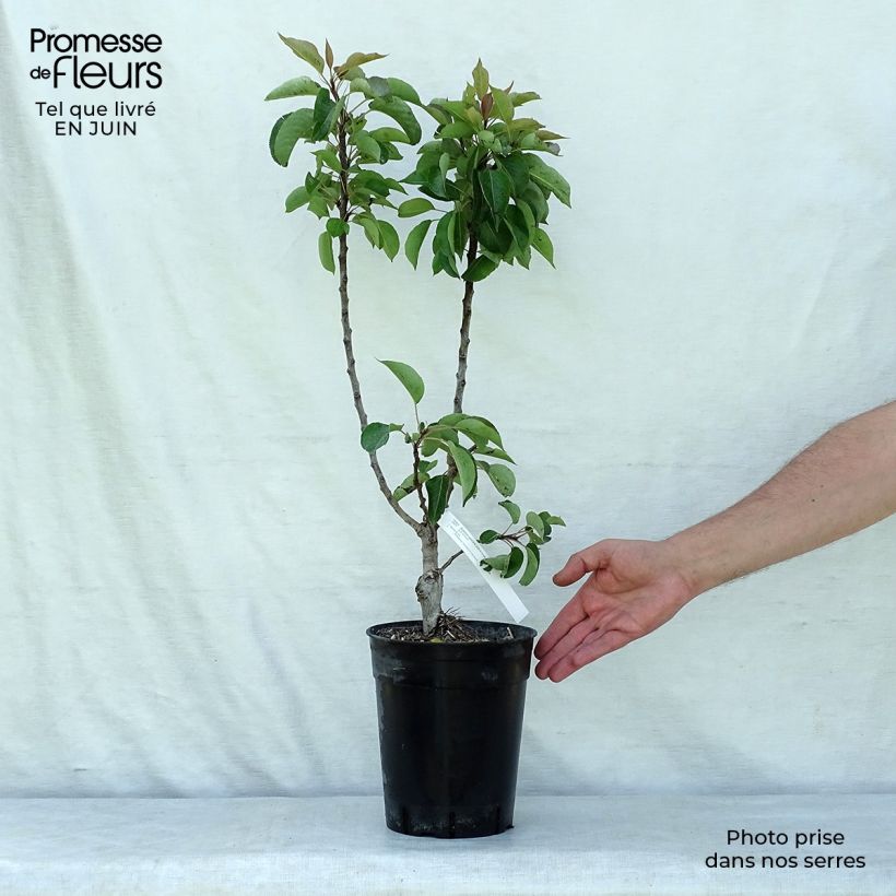 Exemplaar van Dwergperenboom Garden Gem Pot van 6 l/7 l, Dwerg zoals geleverd in de zomer