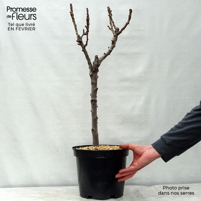 Exemplaar van Dwergperenboom Garden Gem Pot van 6 l/7 l, Dwerg zoals geleverd in de winter