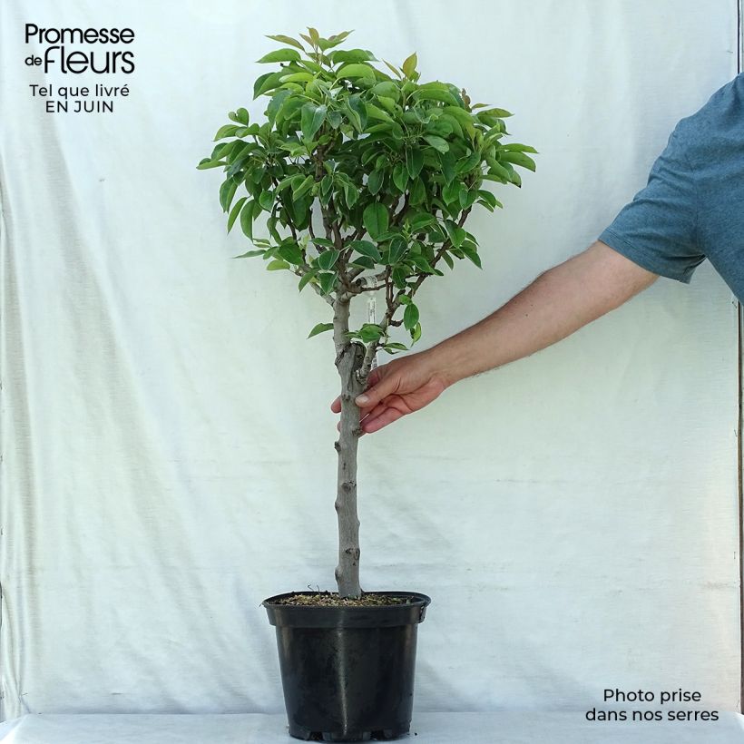 Exemplaar van Dwergperenboom Garden Pearl Pot van 6 l/7 l, Kwartstam zoals geleverd in de zomer