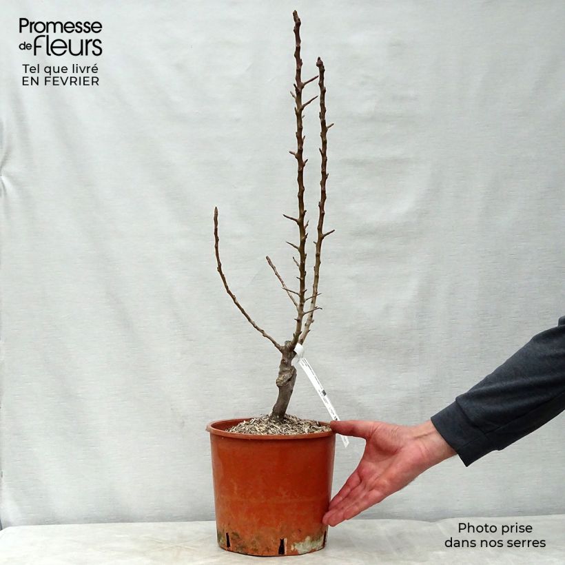 Exemplaar van Dwergperenboom Garden Pearl Pot van 6 l/7 l, Kwartstam zoals geleverd in de winter