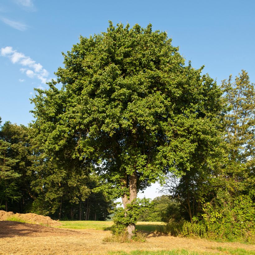 Pyrus communis pyraster - Sierpeer (Groeiplaats)