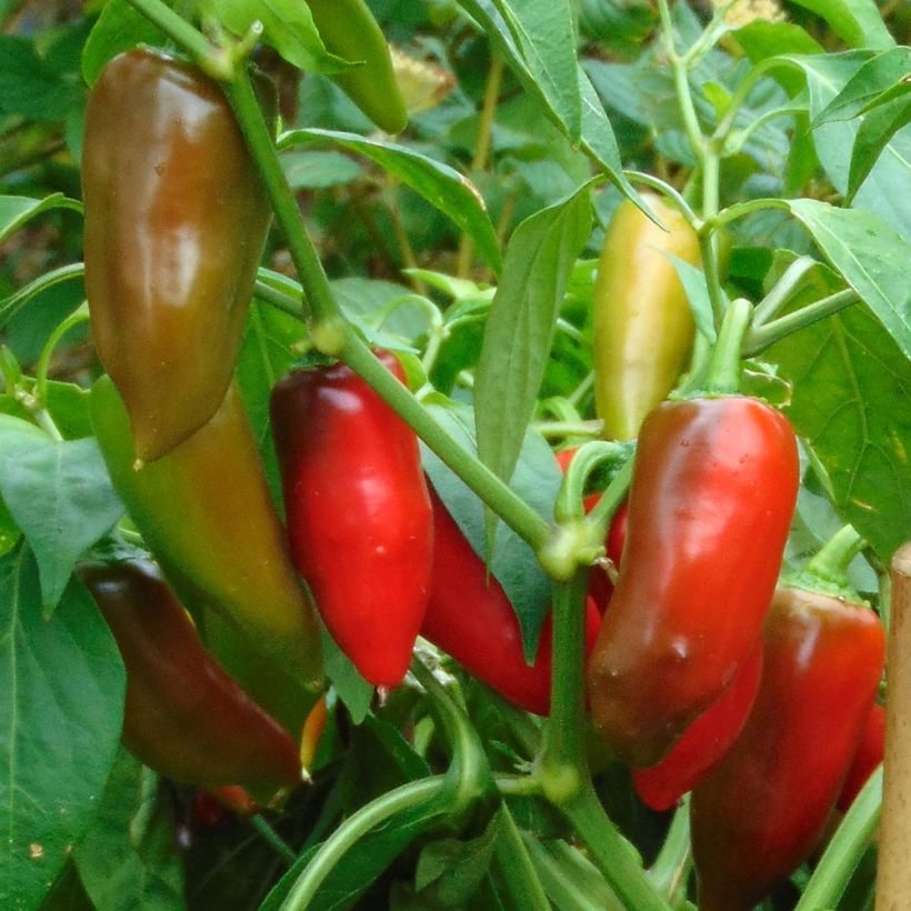 Paprika Balconi F1 (jonge planten) (Oogst)