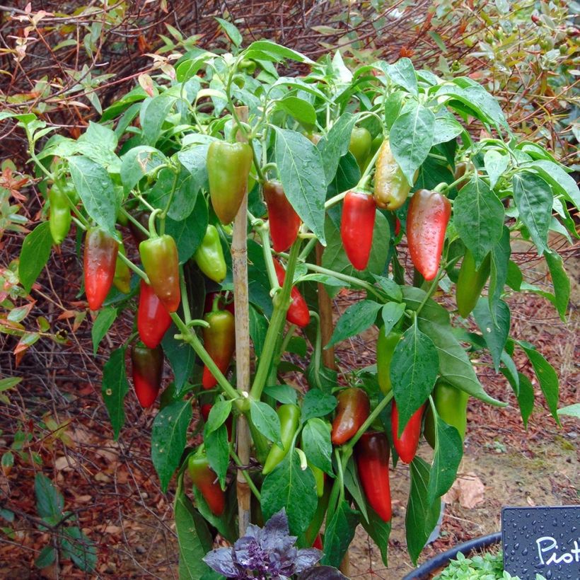 Paprika Balconi F1 (jonge planten) (Groeiplaats)