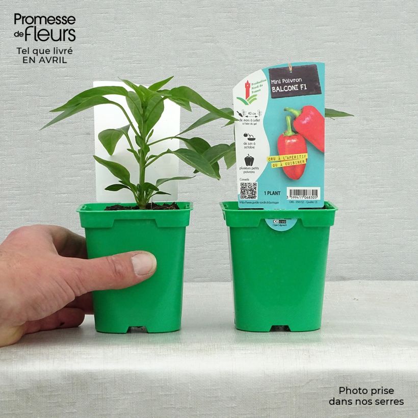 Exemplaar van Paprika Balconi F1 (jonge planten) Pot van 10 cm/11 cm zoals geleverd in de lente