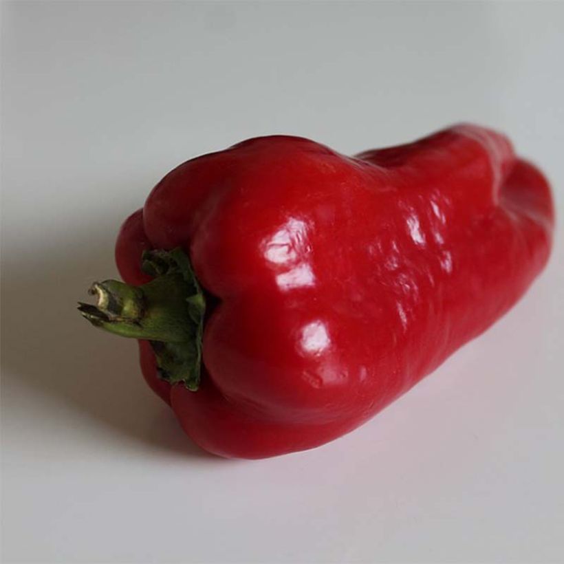 Paprika Lamuyo F1 (jonge planten - geënt) (Oogst)
