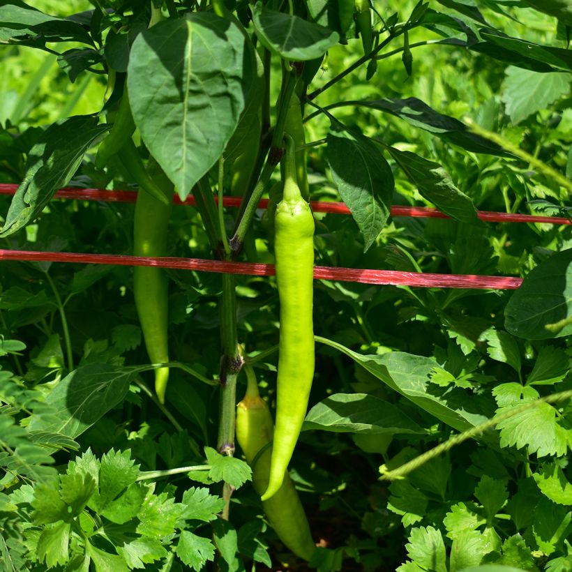 Paprika Sweet Banana (Oogst)