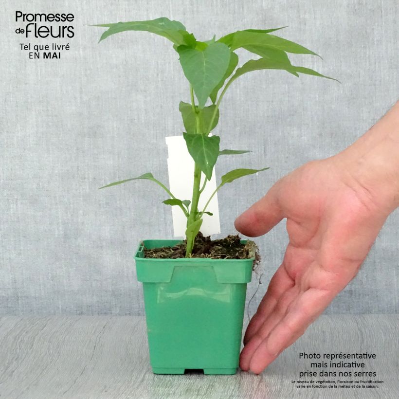 Exemplaar van Paprika Terrazzi F1 (jonge planten) Pot van 10 cm/11 cm zoals geleverd in de lente