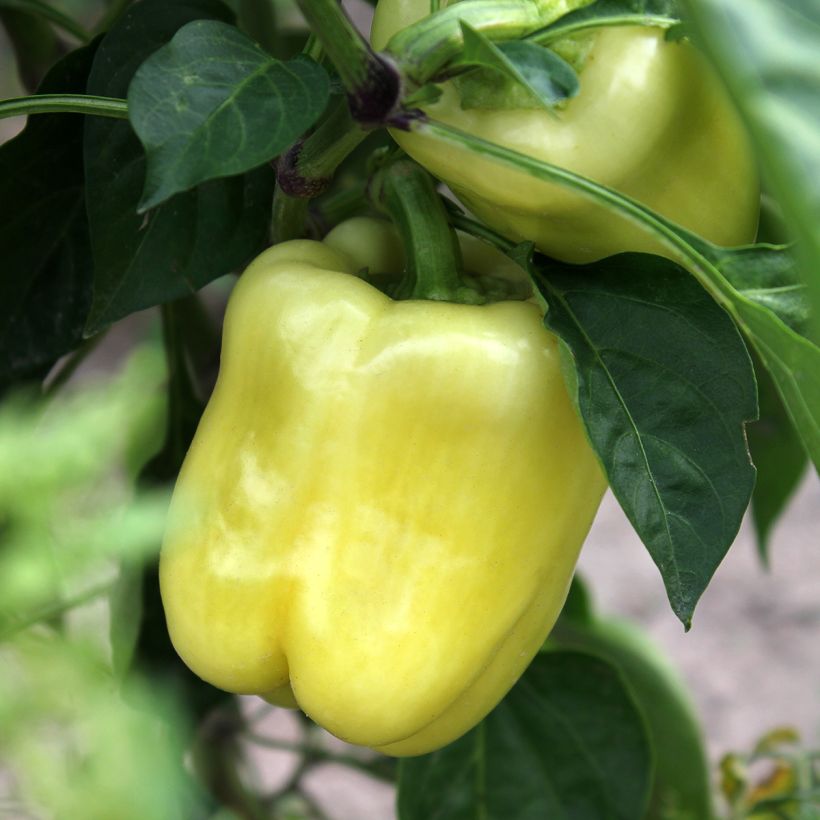 Paprika White Bell (Oogst)