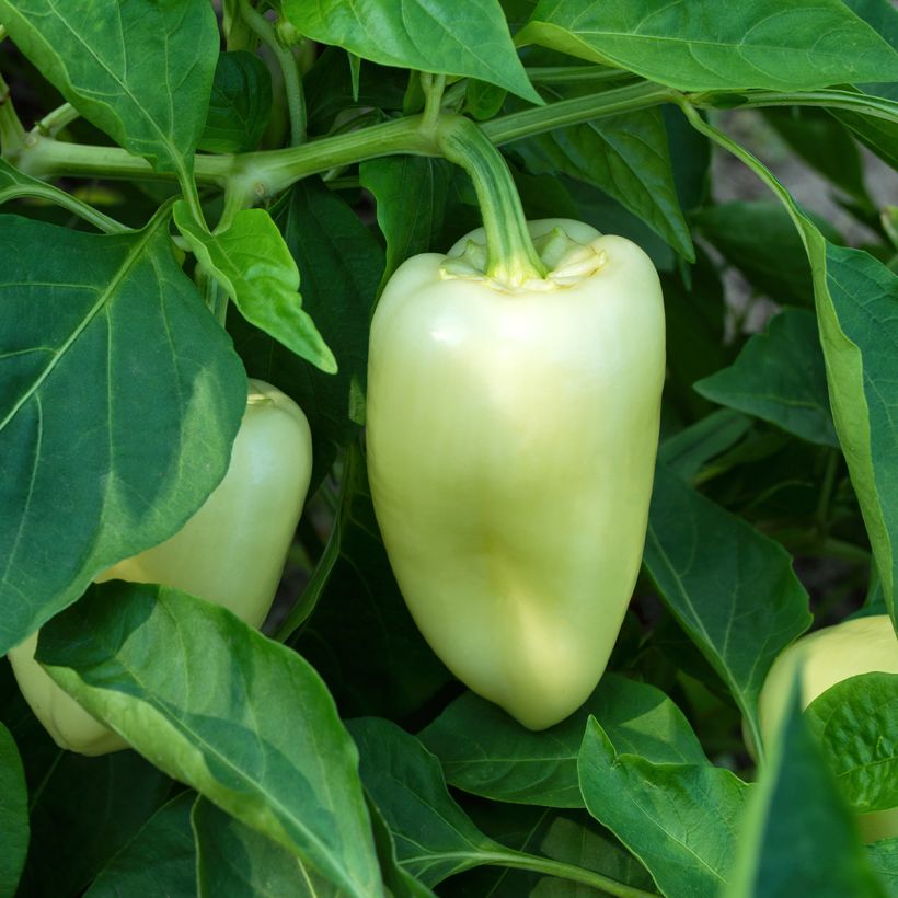 Paprika White Bell (Groeiplaats)