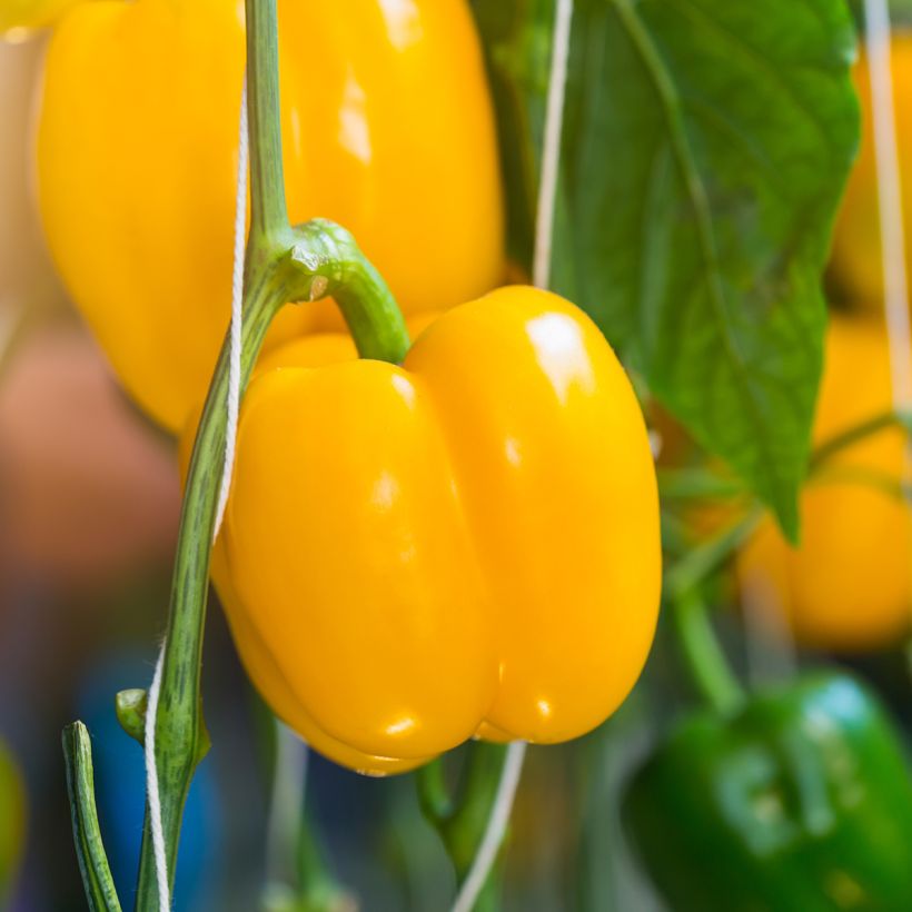 Paprika Carré d'Asti Jaune BIO - Ferme de Sainte Marthe (Oogst)