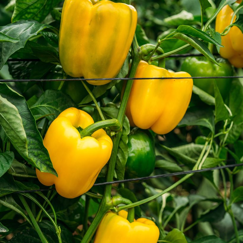Paprika Carré d'Asti Jaune BIO - Ferme de Sainte Marthe (Groeiplaats)