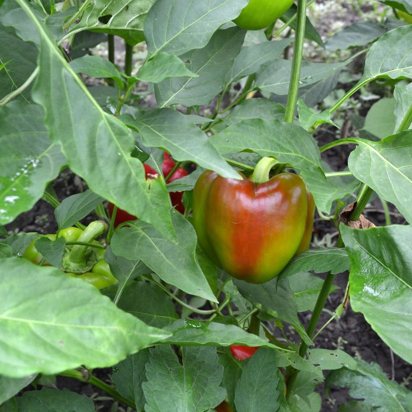 Paprika California Wonder BIO (Oogst)