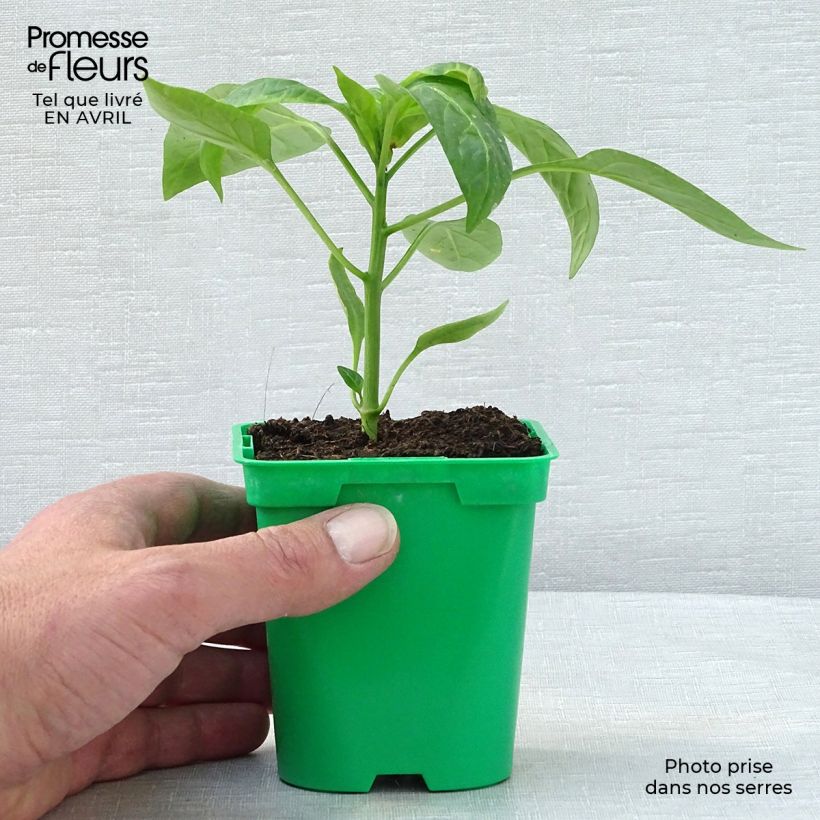 Exemplaar van Paprika Tenor F1 Pot van 10 cm/11 cm zoals geleverd in de lente