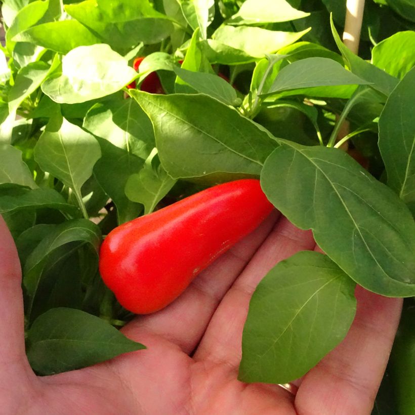 Snackpaprika Snackor F1 (jonge planten) (Oogst)