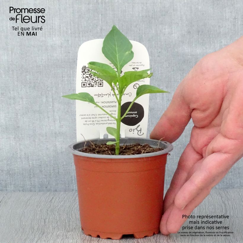 Exemplaar van Paprika Jericho F1 (jonge planten) BIO Pot van 10 cm/11 cm zoals geleverd in de lente