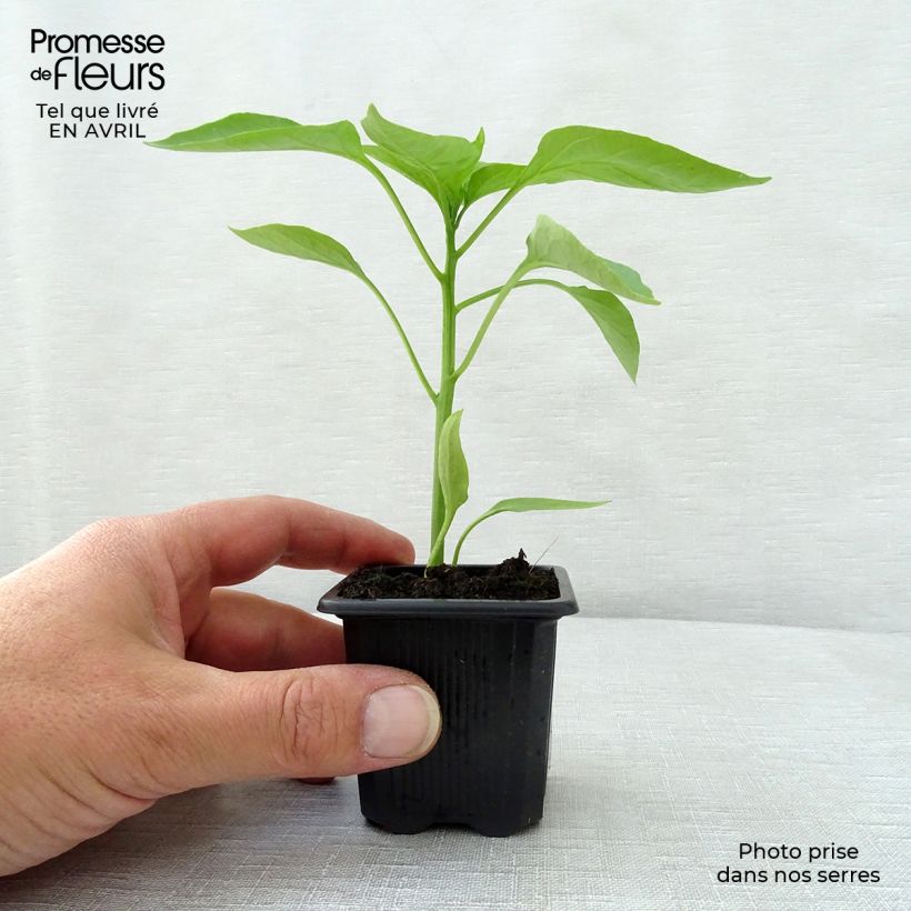 Exemplaar van Paprika Lamuyo F1 (jonge planten) Kweekpotje van 7/8 cm zoals geleverd in de lente
