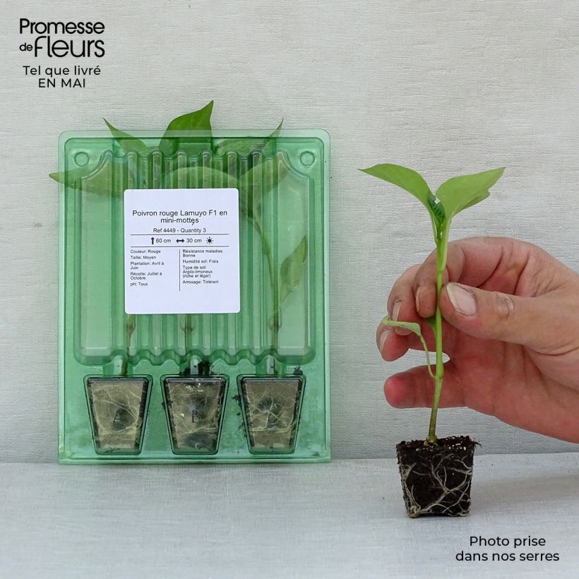 Exemplaar van Paprika Lamuyo F1 (jonge planten) Mini-mot Ø 3/4 cm zoals geleverd in de lente