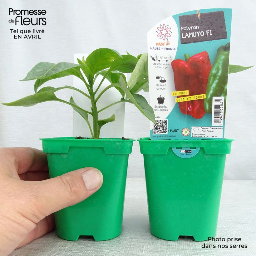 Exemplaar van Paprika Lamuyo F1 (jonge planten) Pot van 10 cm/11 cm zoals geleverd in de lente