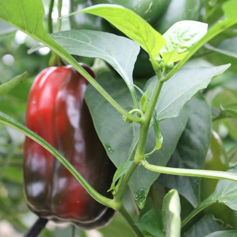 Paprika Lamuyo F1 (jonge planten - geënt) (Blad)