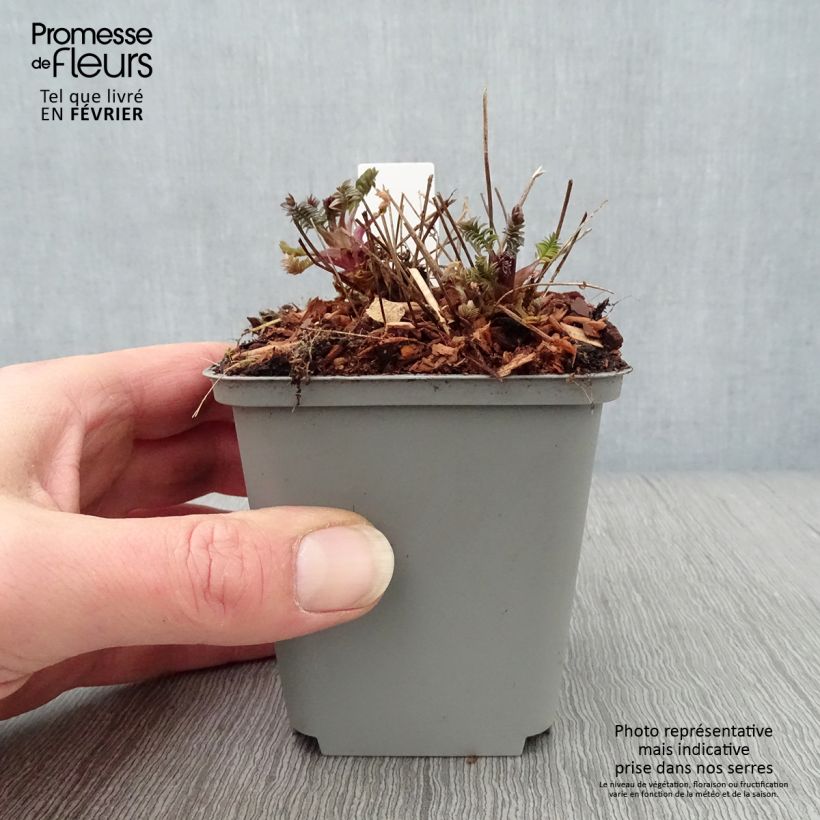 Example of Polemonium Bressingham Purple  Kweekpotje van 8/9 cm as you get in hiver