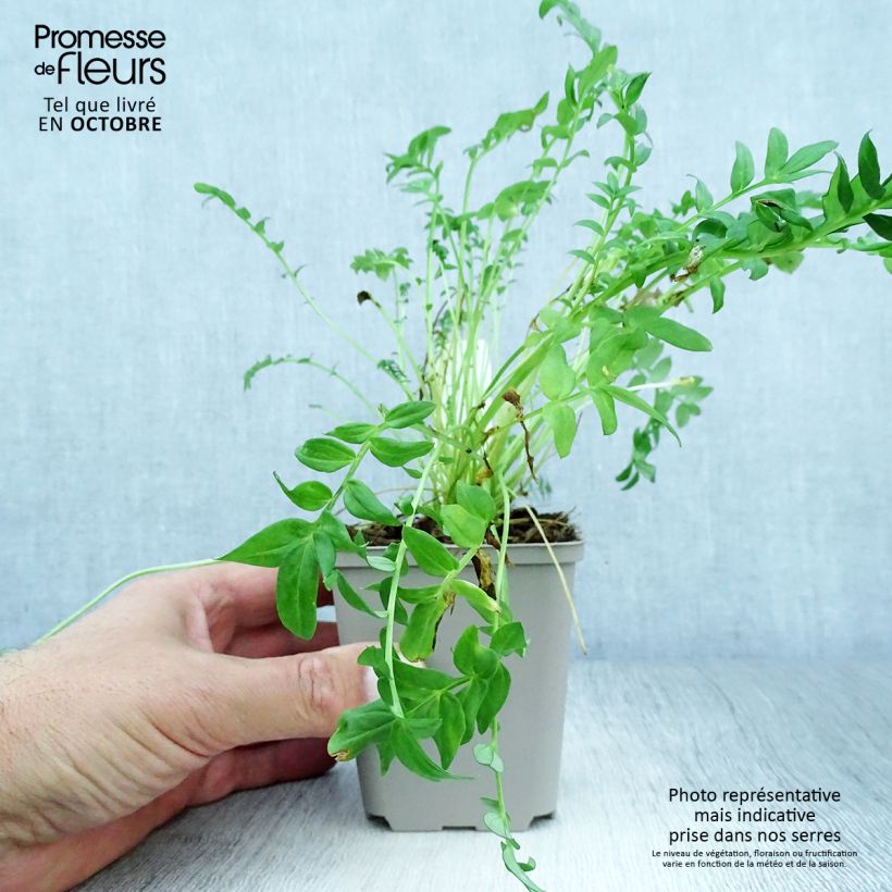 Exemplaar van Polemonium Halfway to Paradise - Jakobsladder Kweekpotje van 8/9 cm zoals geleverd in de herfst
