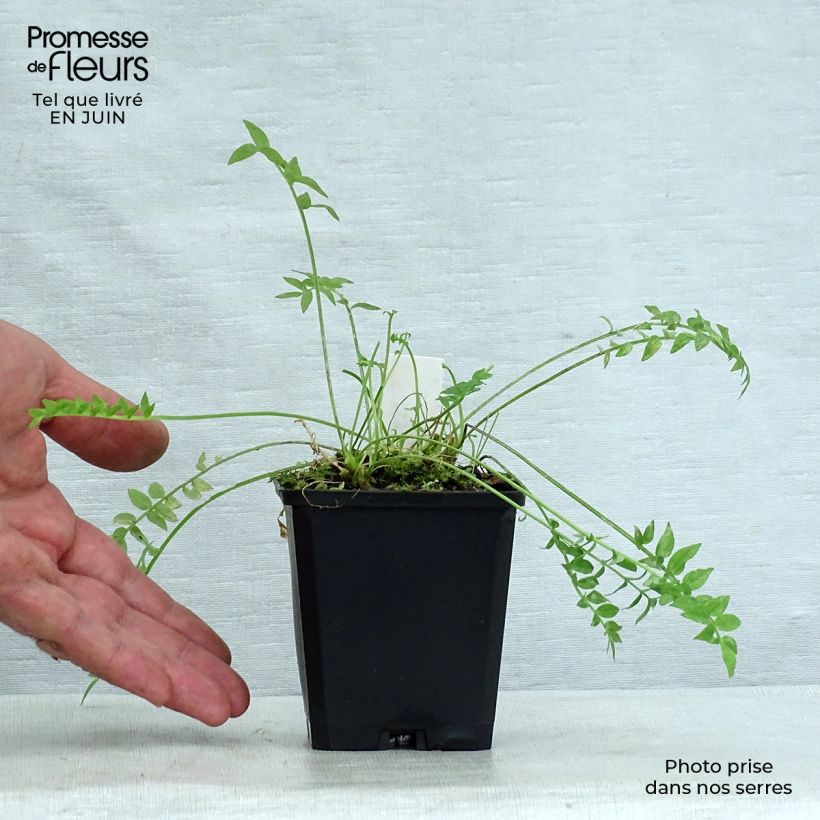 Exemplaar van Polemonium Halfway to Paradise - Jakobsladder Kweekpotje van 8/9 cm zoals geleverd in de zomer
