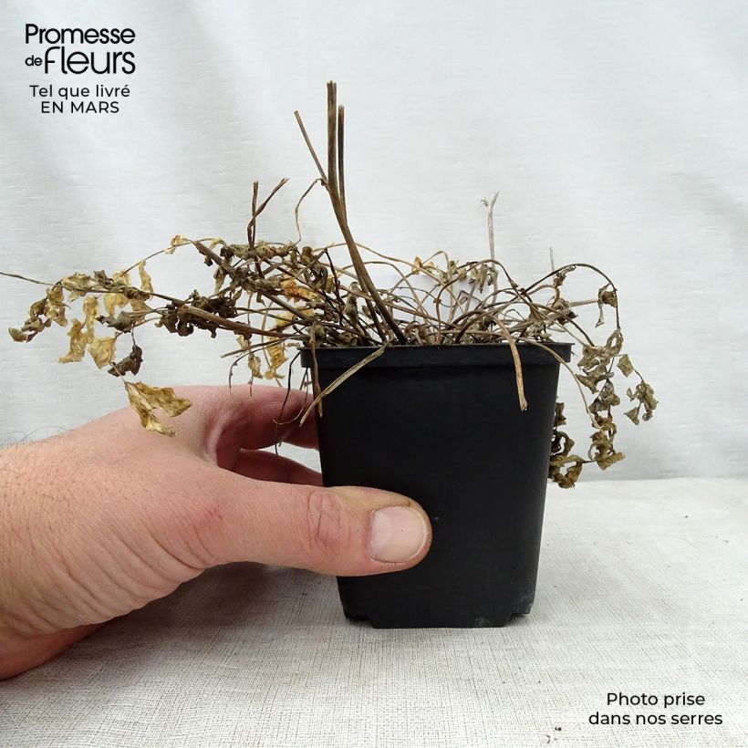 Exemplaar van Polemonium Stairway to Heaven - Griekse valeriaan Kweekpotje van 8/9 cm zoals geleverd in de lente