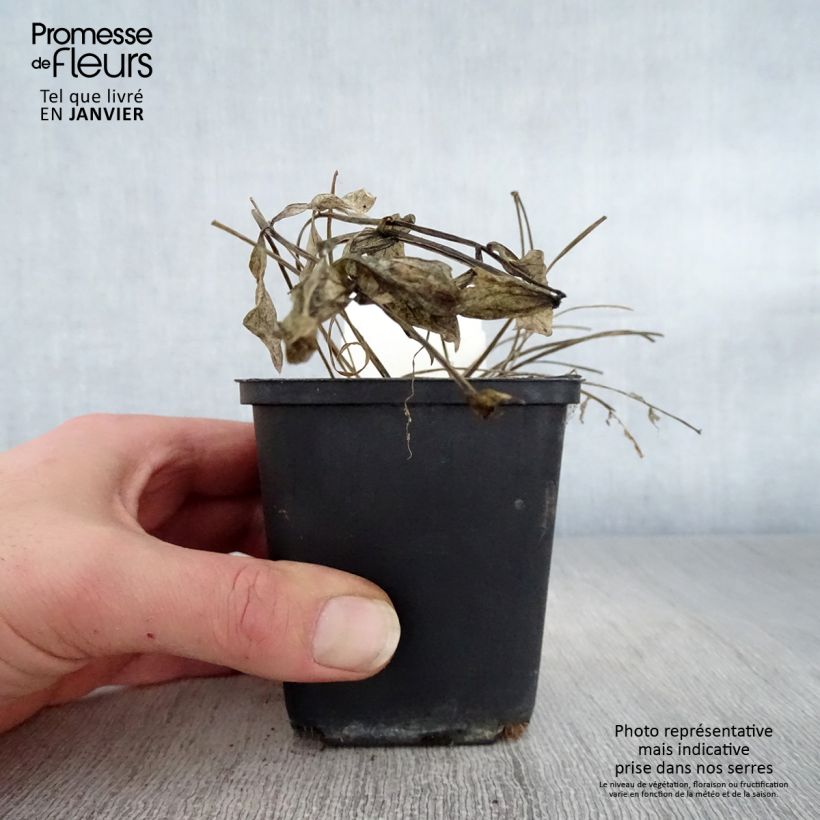 Example of Polemonium Stairway to Heaven - Griekse valeriaan Kweekpotje van 8/9 cm as you get in hiver