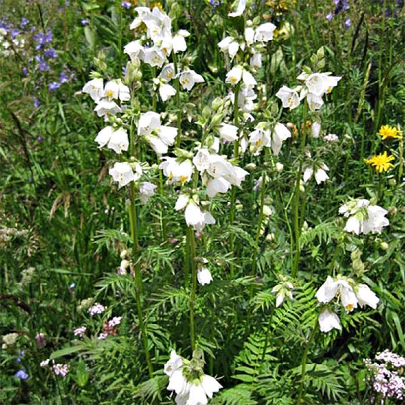 Polemonium caeruleum Album - Jakobsladder (Plant habit)