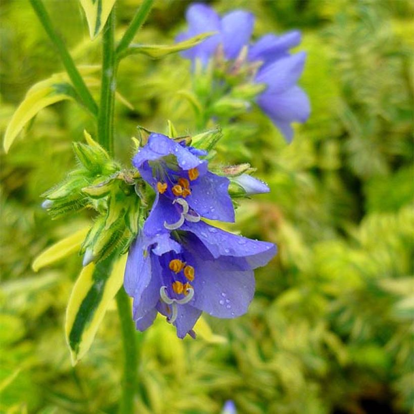 Polemonium caeruleum Brise d'Anjou - Jakobsladder (Flowering)