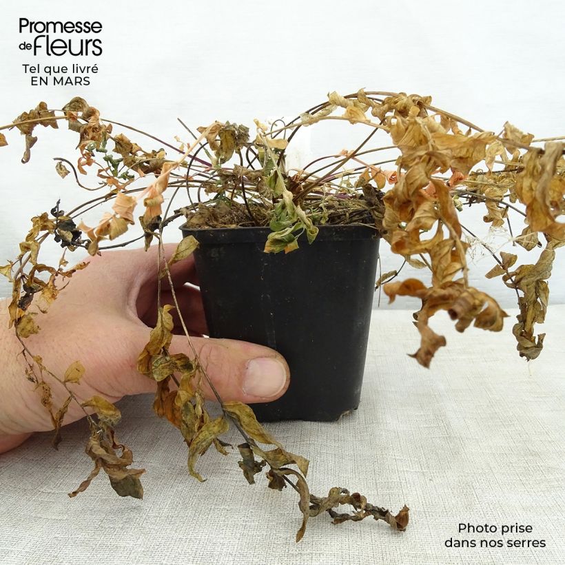 Exemplaar van Polemonium caeruleum Lambrook Mauve - Jakobsladder Kweekpotje van 8/9 cm zoals geleverd in de lente