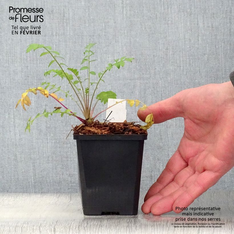 Example of Polemonium caeruleum Lambrook Mauve - Jakobsladder Kweekpotje van 8/9 cm as you get in hiver