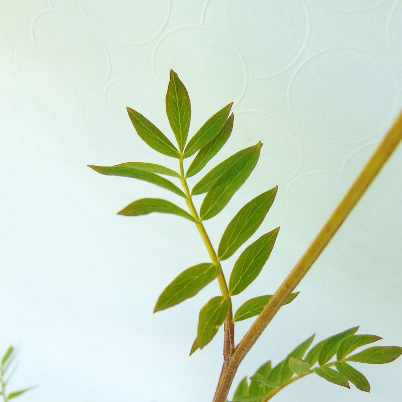 Polemonium carneum Apricot Delight - Jakobsladder (Blad)