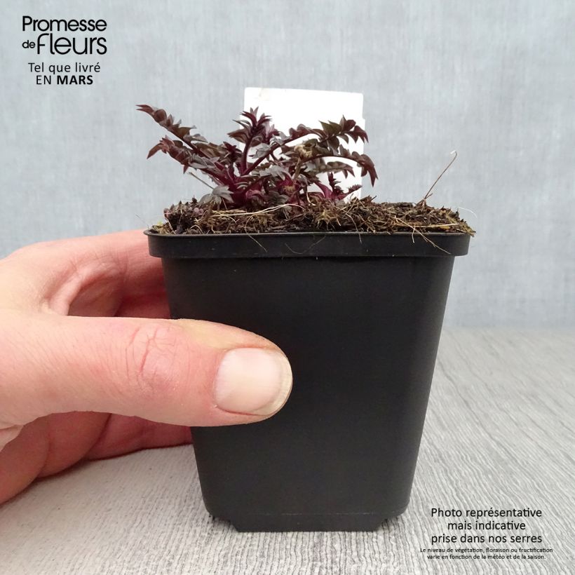 Exemplaar van Polemonium Heaven Scent - Griekse valeriaan Kweekpotje van 8/9 cm zoals geleverd in de lente