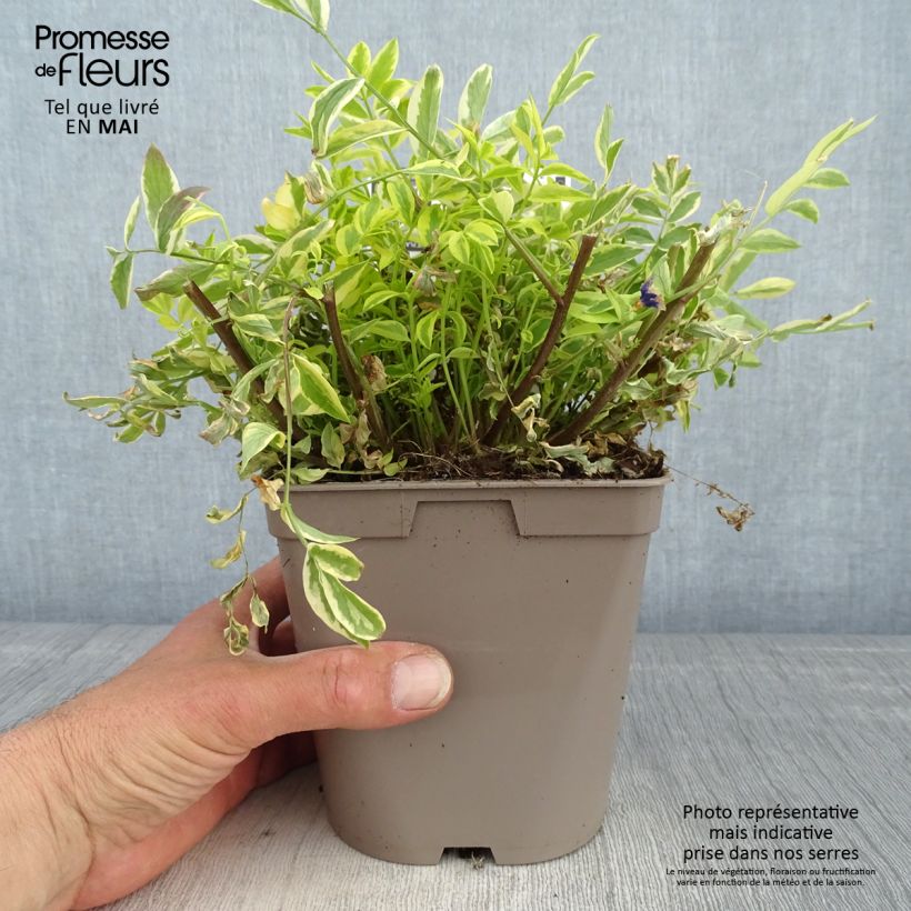 Exemplaar van Polemonium pulcherrimum Golden Feathers - Jakobsladder Pot van 2 l/3 l zoals geleverd in de lente