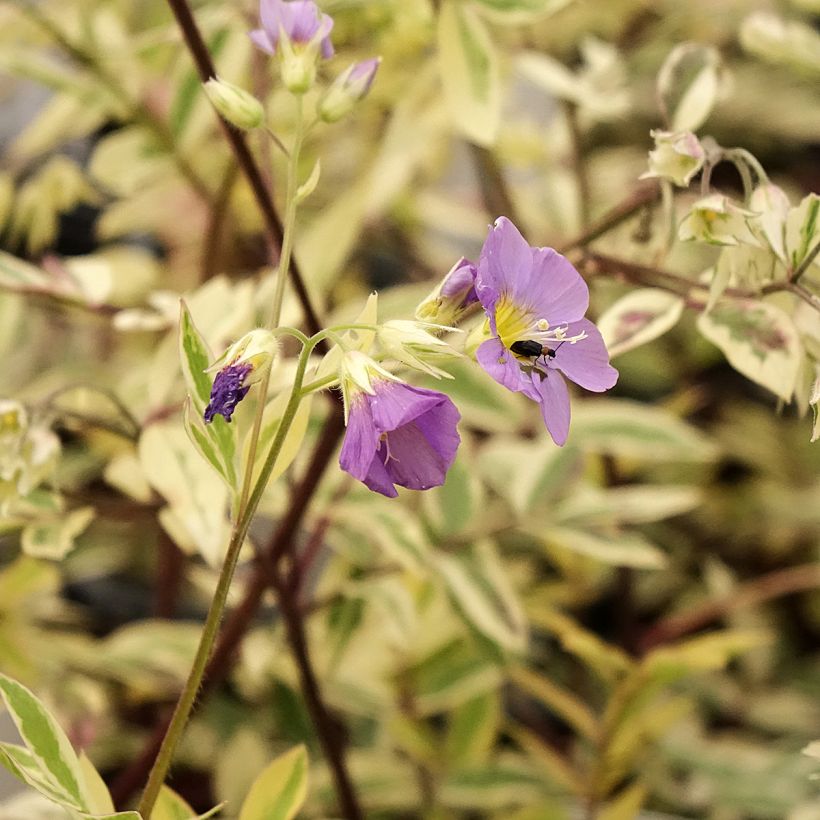 Polemonium pulcherrimum Golden Feathers - Jakobsladder (Bloei)