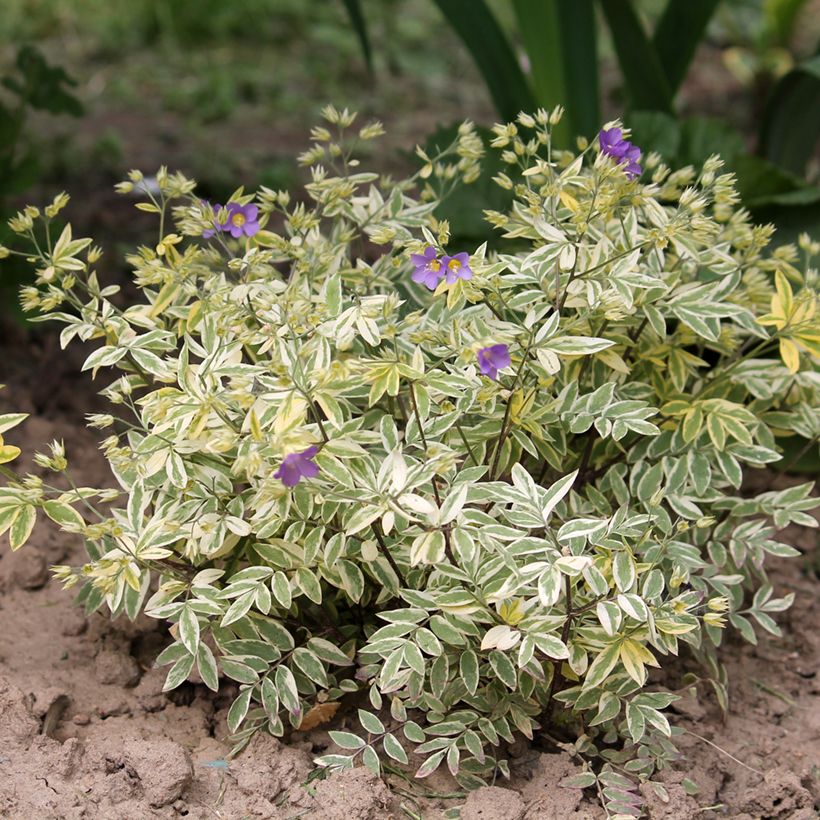 Polemonium pulcherrimum Golden Feathers - Jakobsladder (Groeiplaats)