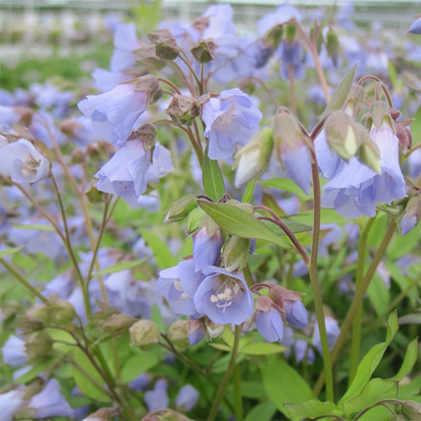 Polemonium reptans Blue Pearl - Griekse valeriaan (Flowering)