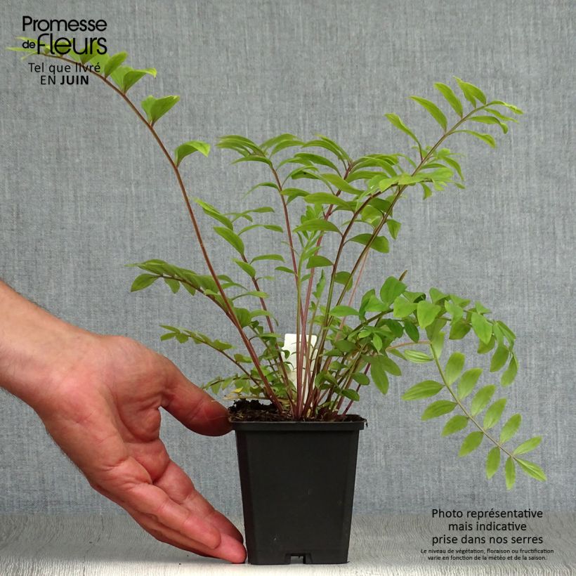 Exemplaar van Polemonium reptans Blue Pearl - Griekse valeriaan Kweekpotje van 8/9 cm zoals geleverd in de zomer
