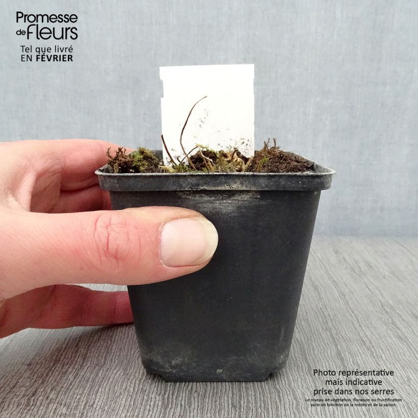 Example of Polemonium reptans Touch of Class - Valériane grecque rampante Kweekpotje van 8/9 cm as you get in hiver