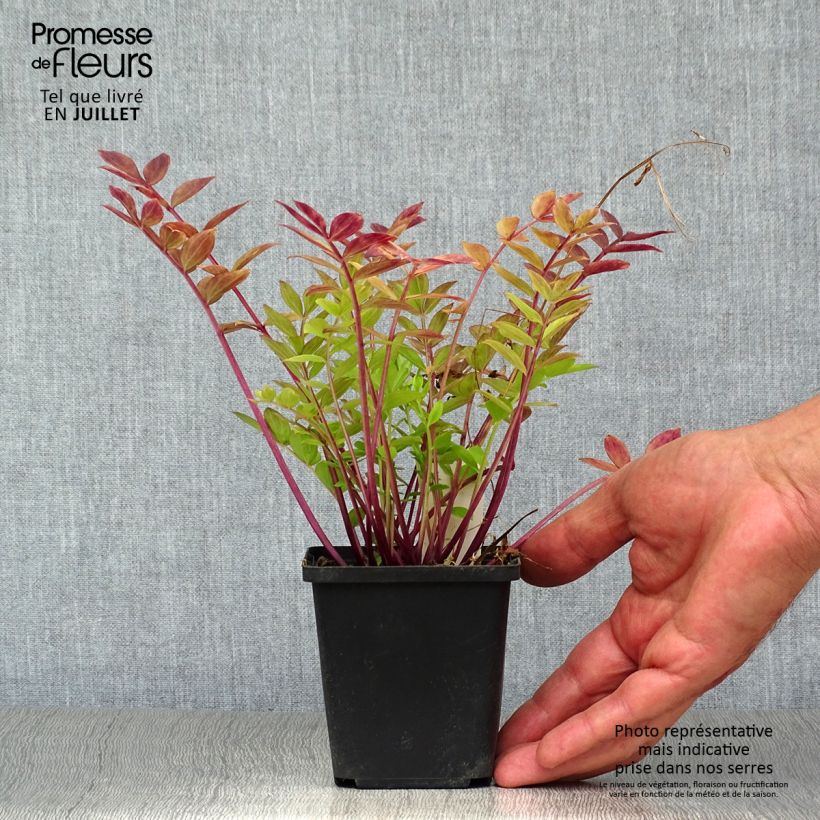 Exemplaar van Polemonium reptans - Griekse valeriaan Kweekpotje van 8/9 cm zoals geleverd in de zomer