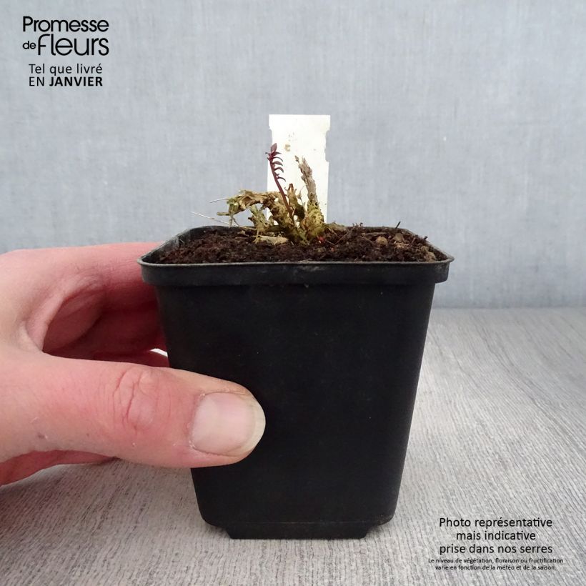 Example of Polemonium yezoense Purple Rain - Valériane grecque Kweekpotje van 8/9 cm as you get in hiver