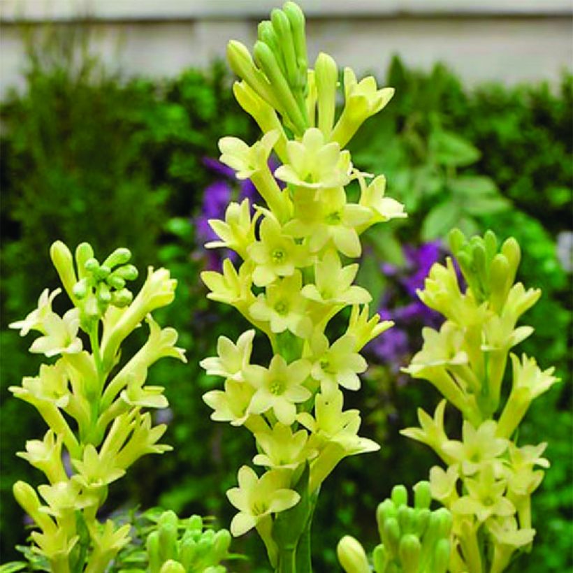 Polianthes tuberosa Super Gold - Tuberoos (Flowering)