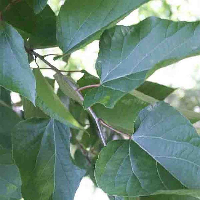 Poliothyrsis sinensis - Chinese parelboom (Foliage)